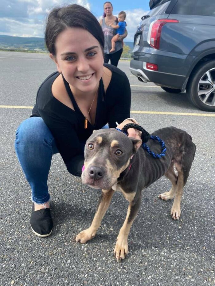 Woman Takes A Starving Pit Bull Under Her Wing After It Had Been Found Locked Up In An Abandoned House With A Broken Leg And No Food