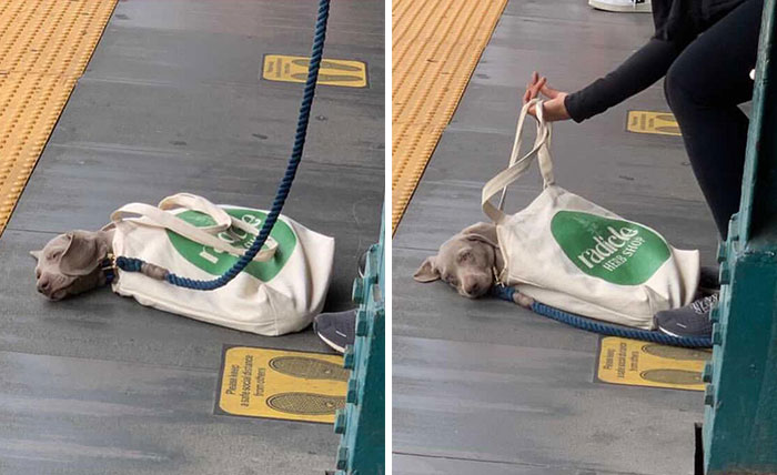 Small dog comfortably resting inside a white canvas bag while being carried by its owner on a public platform.