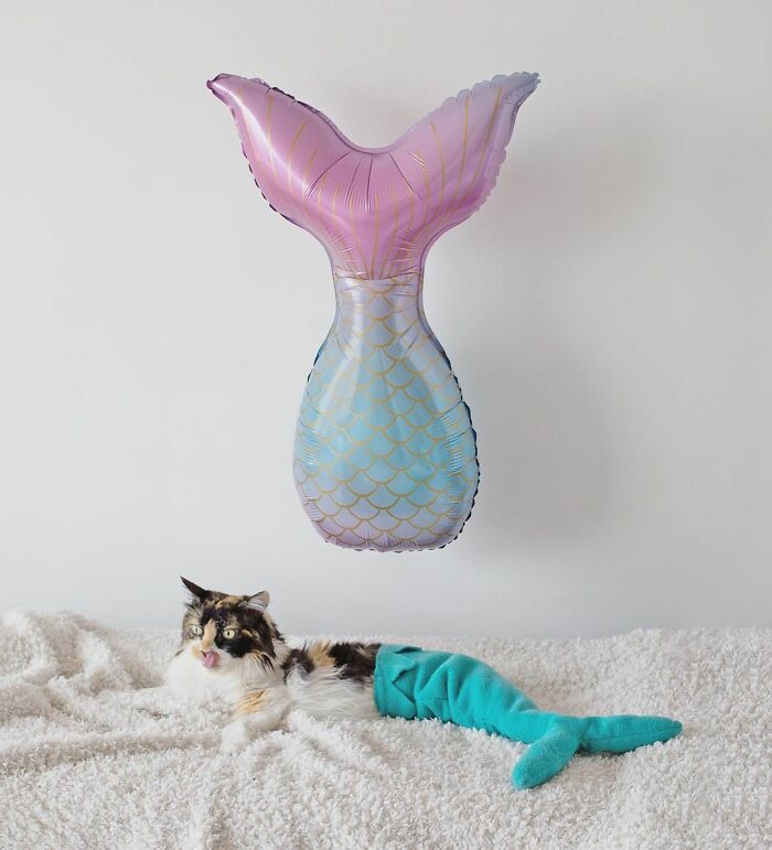 Meet Sally, The Mermaid Cat Who Is Paralyzed From The Waist Down And Shows How Incredible The Bond With A Special Needs Pet Can Be