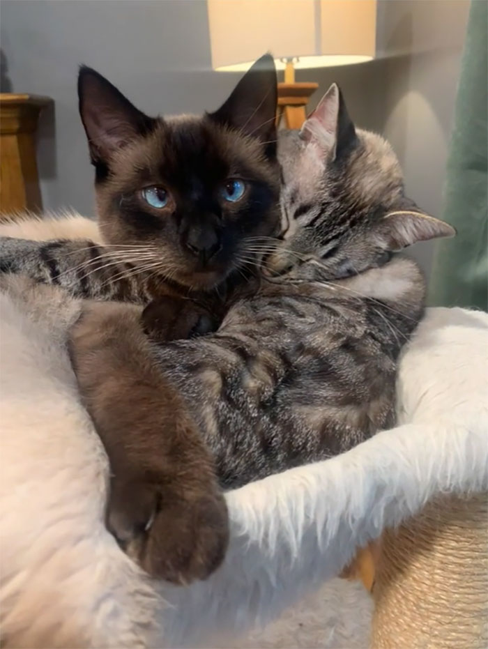 No sabía que iba a hacer de celestina cuando adopté un segundo gato