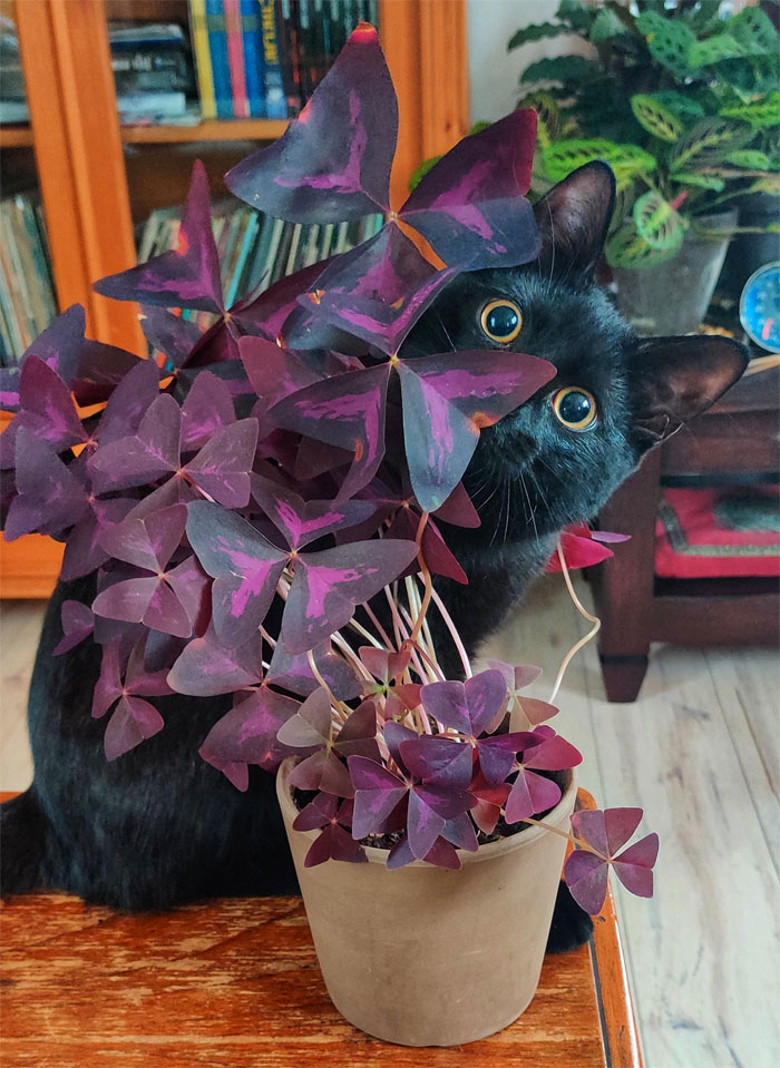 This Was Supposed To Be A Plant Progress Post Showing Off My Oxalis But Henk Stole The Show