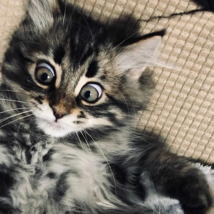 Meet Yamaneco, The Cat Who Has More Facial Expressions Than You