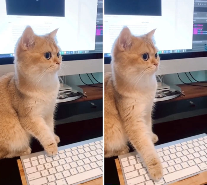 Este gato está tramando algo