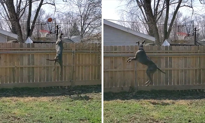 My Great Dane Creeping On The Neighbors. Very Subtle