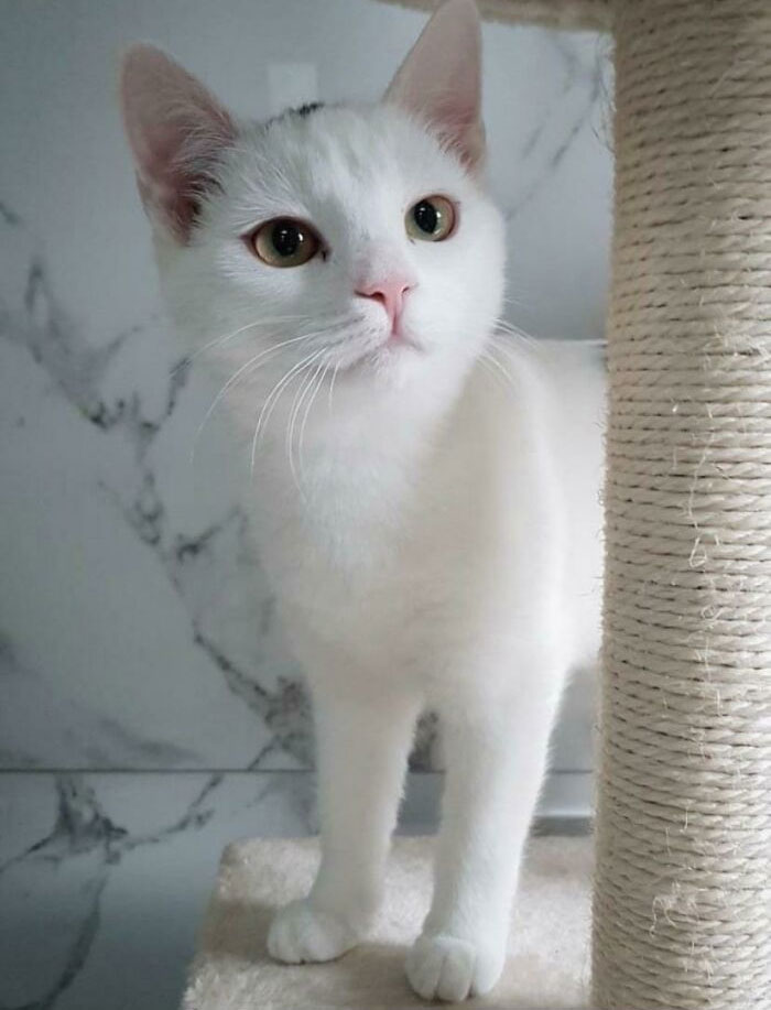 Adopted This Little Monkey Few Days Ago. He’s Still Very Shy But Making Progress Every Day!