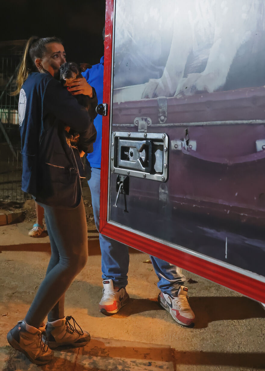 After Spending 10 Days In A Shelter With 500 Dogs, I Decided To Bring Some Of These Rescues With Me Back To The US