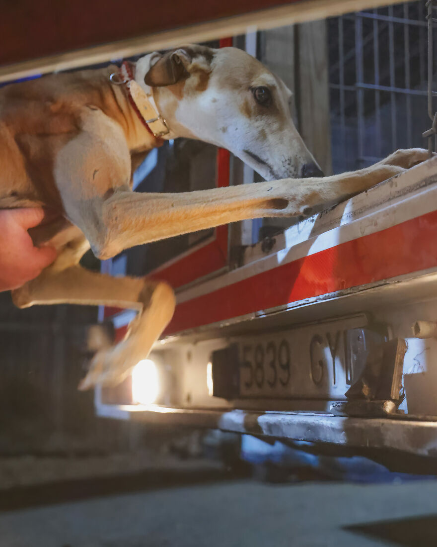 After Spending 10 Days In A Shelter With 500 Dogs, I Decided To Bring Some Of These Rescues With Me Back To The US