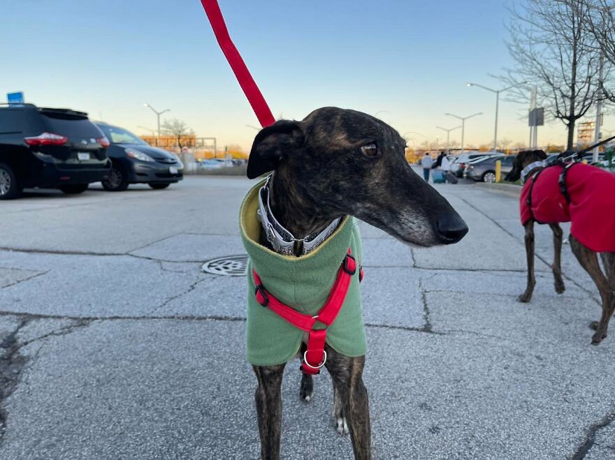 After Spending 10 Days In A Shelter With 500 Dogs, I Decided To Bring Some Of These Rescues With Me Back To The US