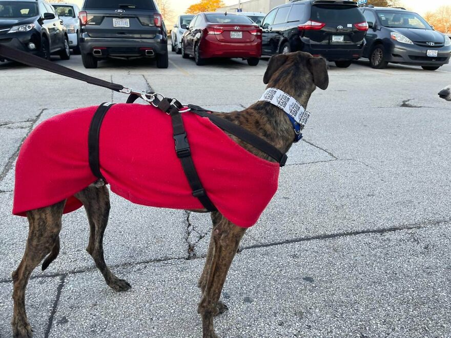 After Spending 10 Days In A Shelter With 500 Dogs, I Decided To Bring Some Of These Rescues With Me Back To The US