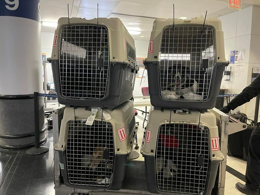 After Spending 10 Days In A Shelter With 500 Dogs, I Decided To Bring Some Of These Rescues With Me Back To The US