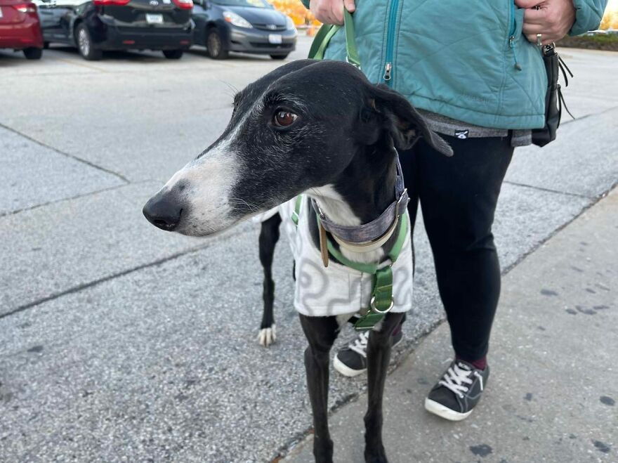 After Spending 10 Days In A Shelter With 500 Dogs, I Decided To Bring Some Of These Rescues With Me Back To The US