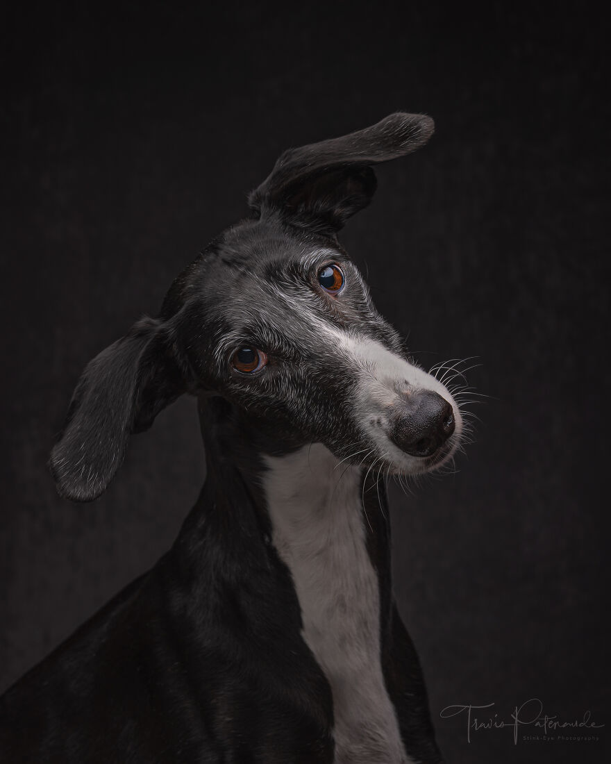 After Spending 10 Days In A Shelter With 500 Dogs, I Decided To Bring Some Of These Rescues With Me Back To The US