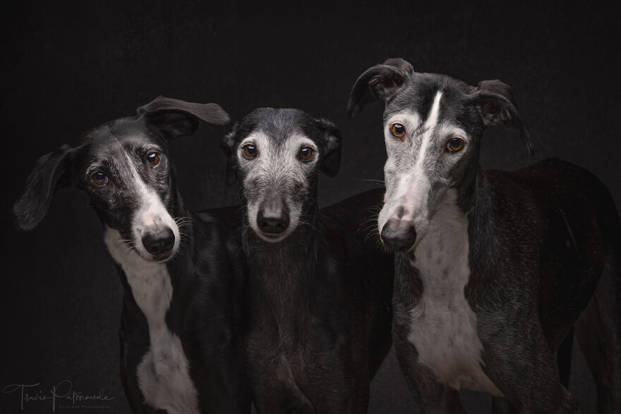 After Spending 10 Days In A Shelter With 500 Dogs, I Decided To Bring Some Of These Rescues With Me Back To The US