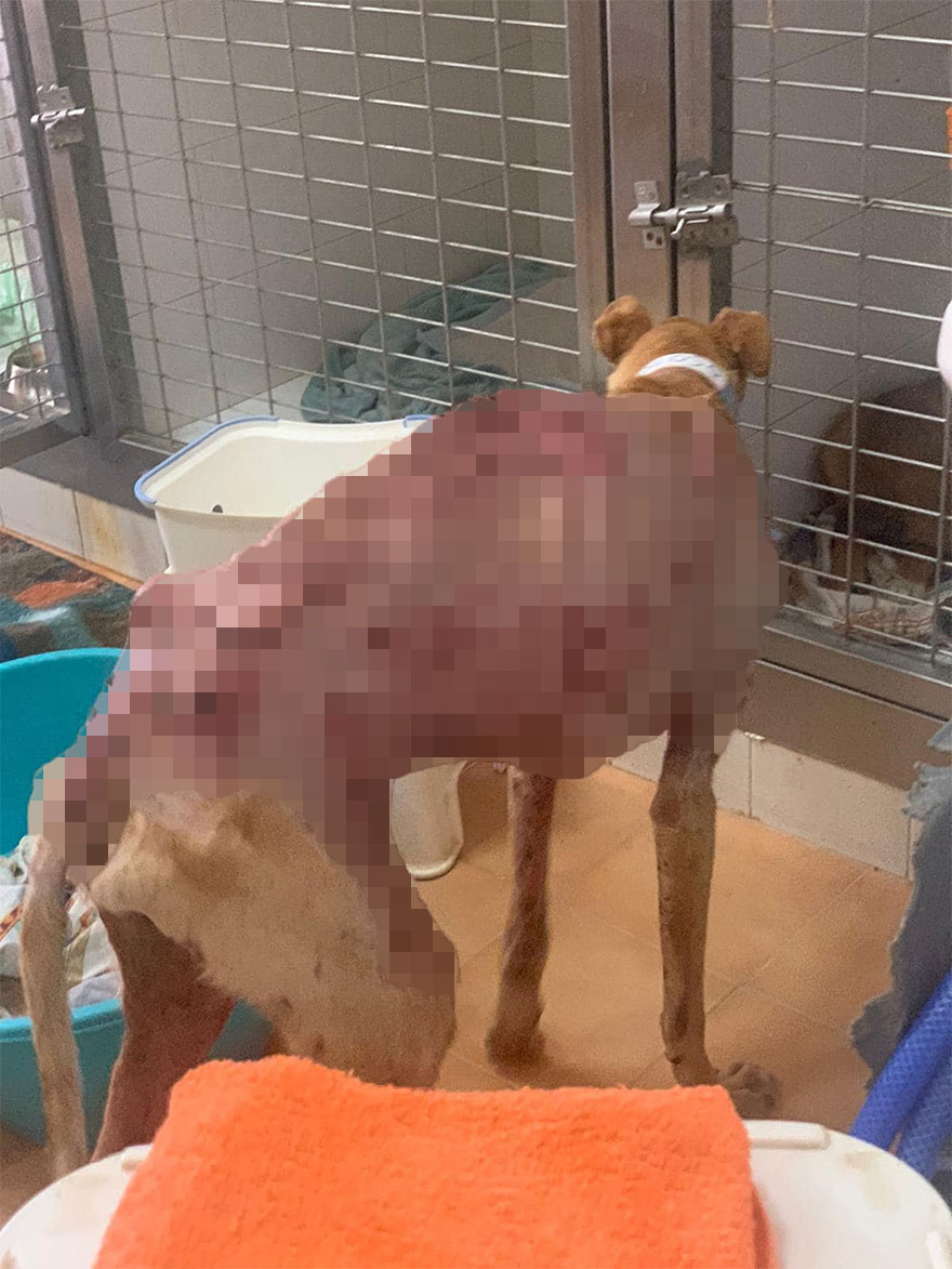 I Documented The Strife Of Rare Spanish Dog Breeds In This Shelter, And It's Mortifying