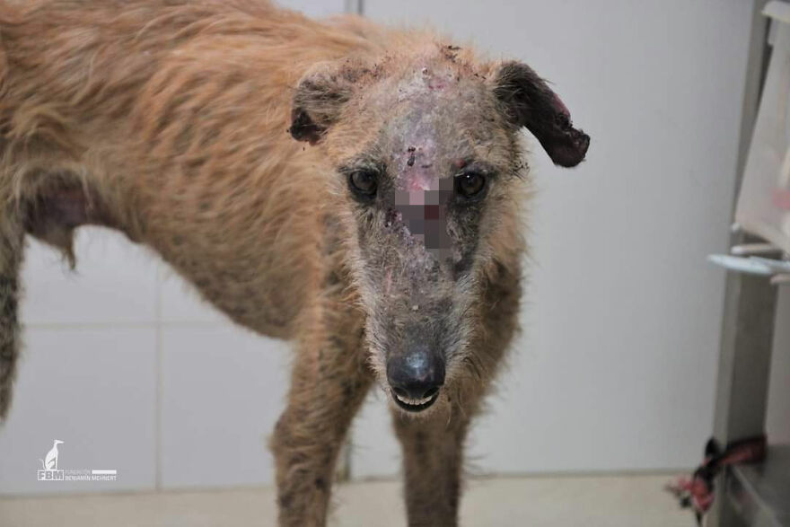 I Documented The Strife Of Rare Spanish Dog Breeds In This Shelter, And It's Mortifying