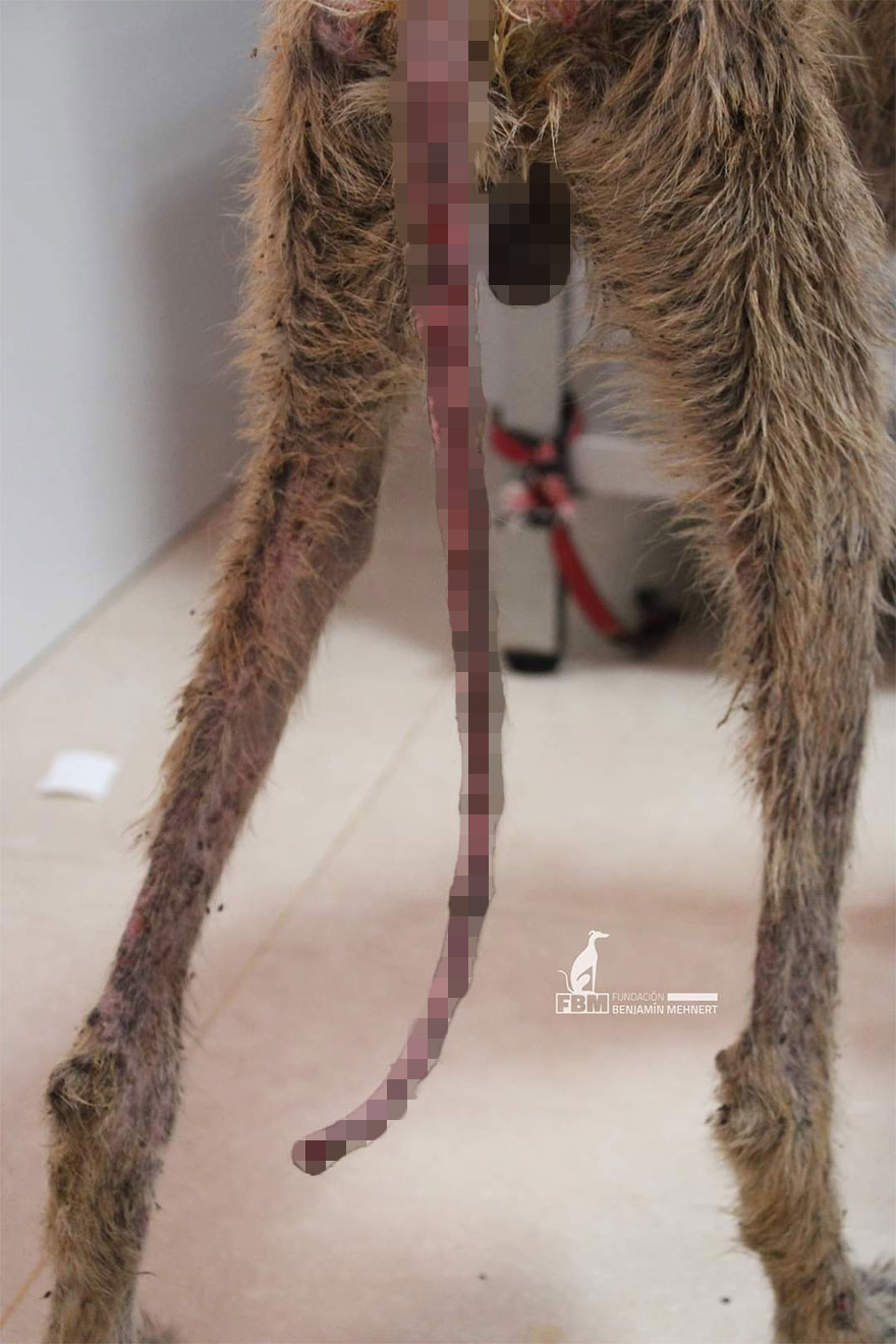 I Documented The Strife Of Rare Spanish Dog Breeds In This Shelter, And It's Mortifying