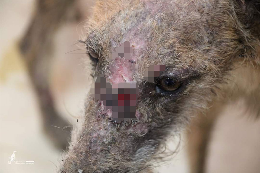 I Documented The Strife Of Rare Spanish Dog Breeds In This Shelter, And It's Mortifying