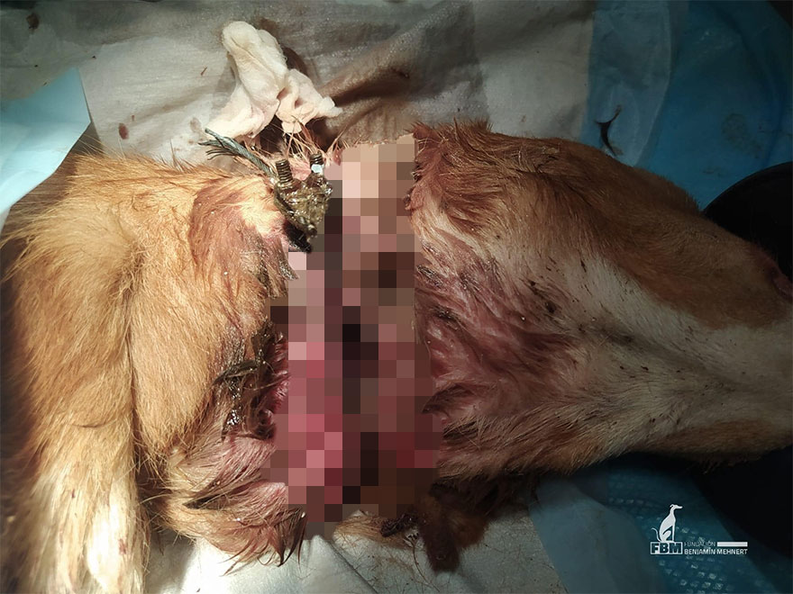 I Documented The Strife Of Rare Spanish Dog Breeds In This Shelter, And It's Mortifying