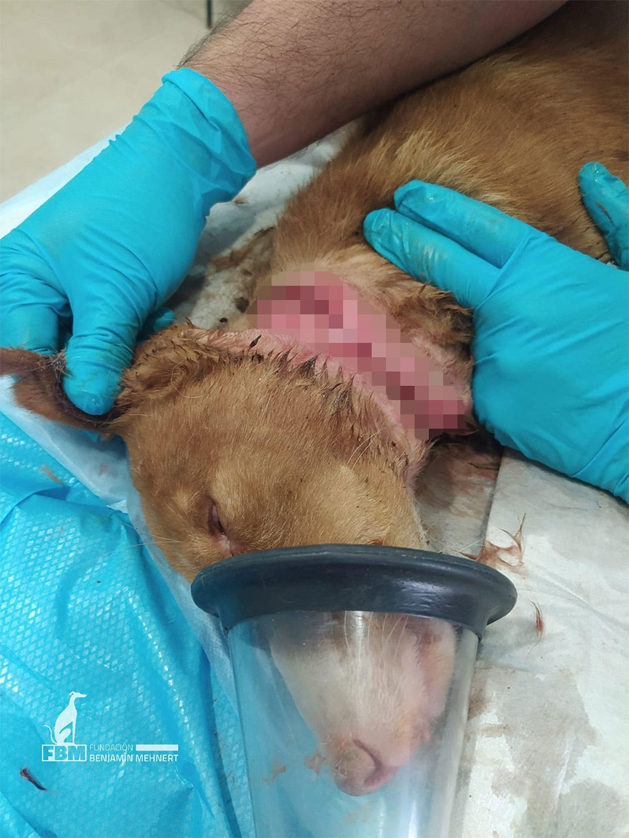 I Documented The Strife Of Rare Spanish Dog Breeds In This Shelter, And It's Mortifying