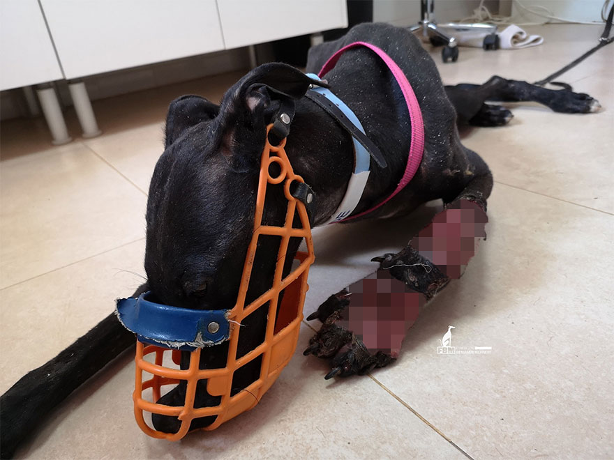 I Documented The Strife Of Rare Spanish Dog Breeds In This Shelter, And It's Mortifying