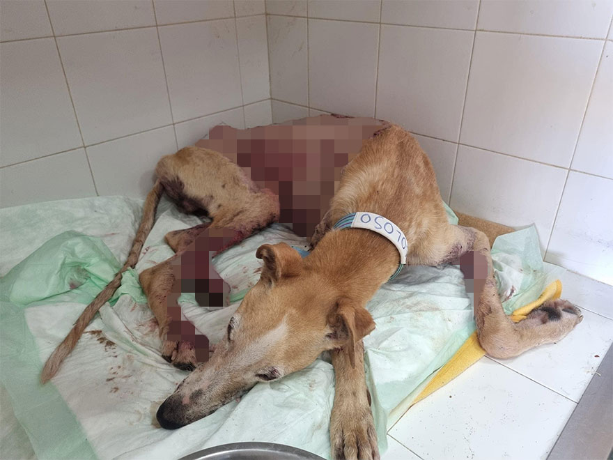 I Documented The Strife Of Rare Spanish Dog Breeds In This Shelter, And It's Mortifying