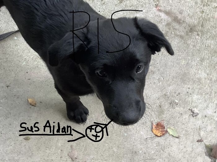 I Have So Many More But I Found This One (Ris Stands For Rest In Sadness)