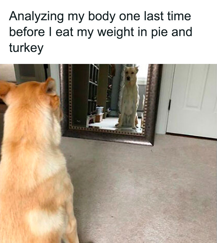 Dog looks at reflection in mirror, contemplating Thanksgiving feast.