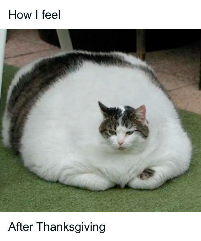 Overweight cat sitting on a mat, humorously illustrating the feeling after Thanksgiving.