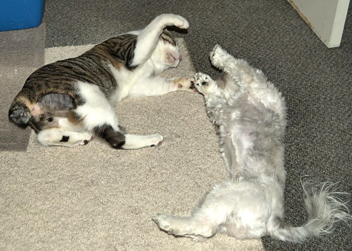 Too Tired To Play Standing Up...