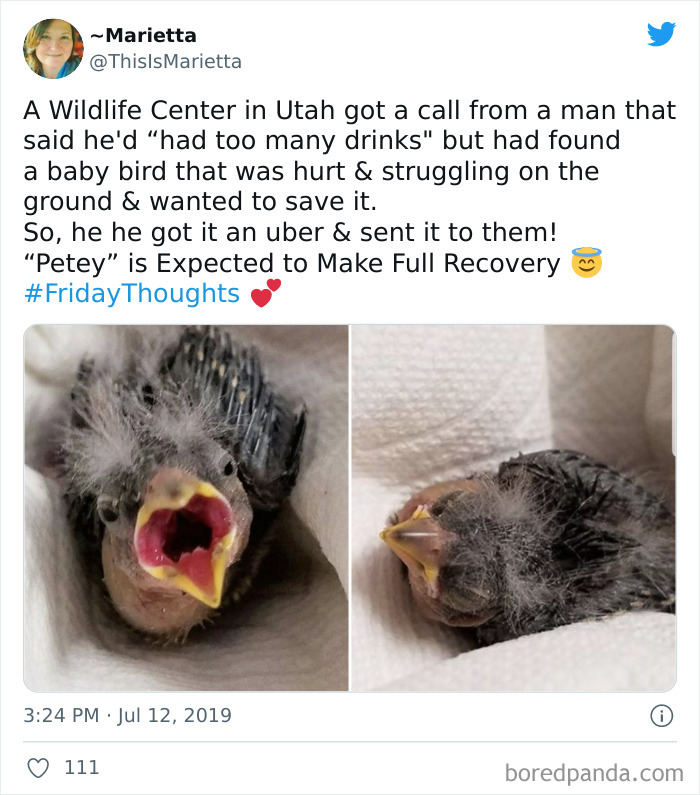 Hurt baby bird rescued and sent to a Wildlife Center, an example of chaotic good actions seen in an online group.