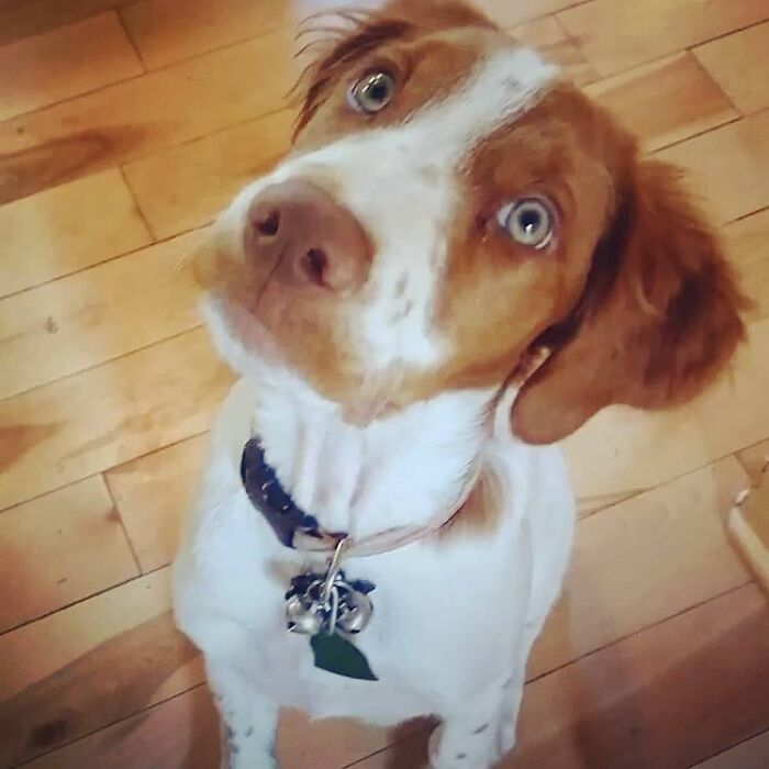 Three-Legged Dog Goes Viral On TikTok For Walking Upright Like A Human