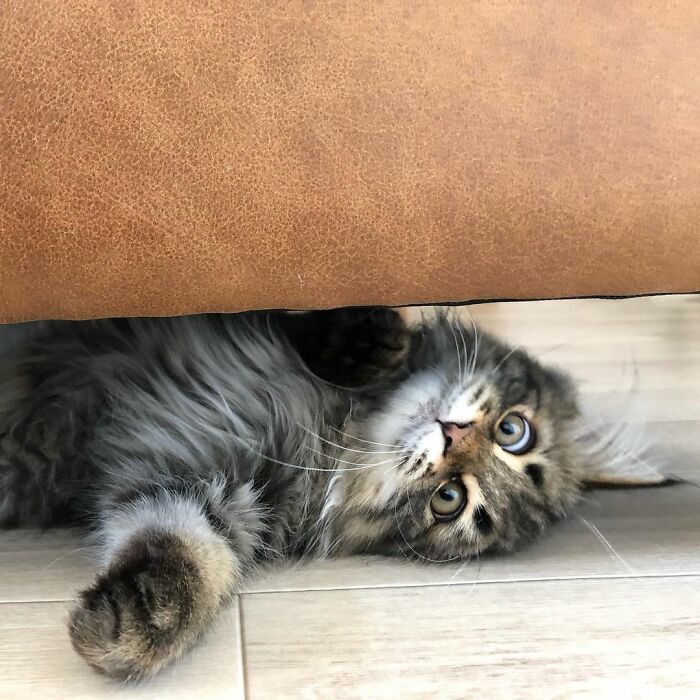 Meet Yamaneco, The Cat Who Has More Facial Expressions Than You