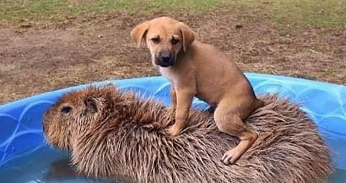 Animals With Powerful Auras