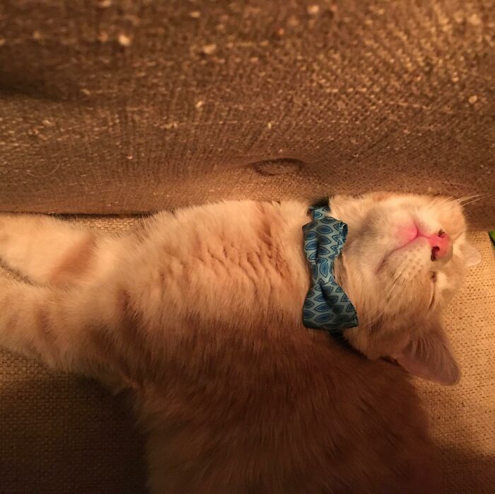 Daper Little Man Freddie