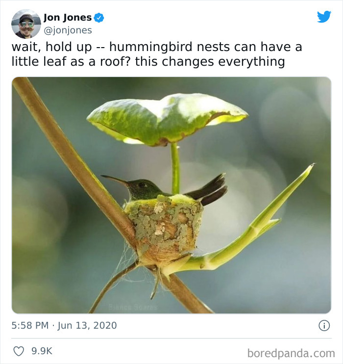 Hummingbird Nest