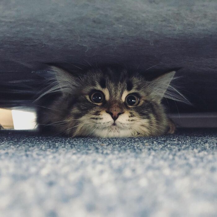 Meet Yamaneco, The Cat Who Has More Facial Expressions Than You