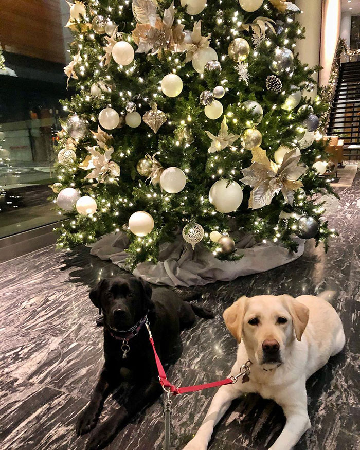 Labrador Named Lily Always Gets Her Deaf Sister When It’s Time For A Walk Labrador Named Lily Always Gets Her Deaf Sister When It’s Time For A Walk