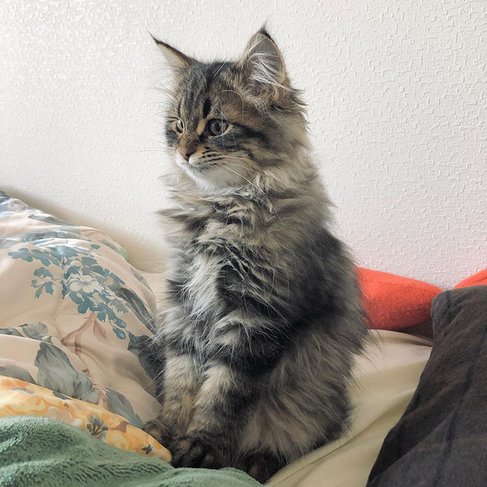 Meet Yamaneco, The Cat Who Has More Facial Expressions Than You