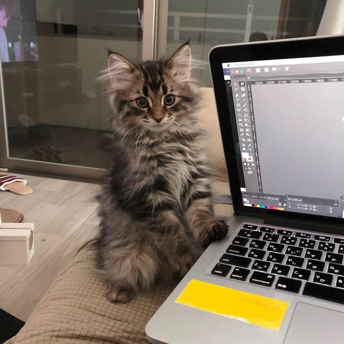 Meet Yamaneco, The Cat Who Has More Facial Expressions Than You