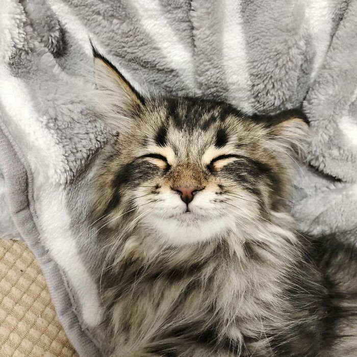 Meet Yamaneco, The Cat Who Has More Facial Expressions Than You