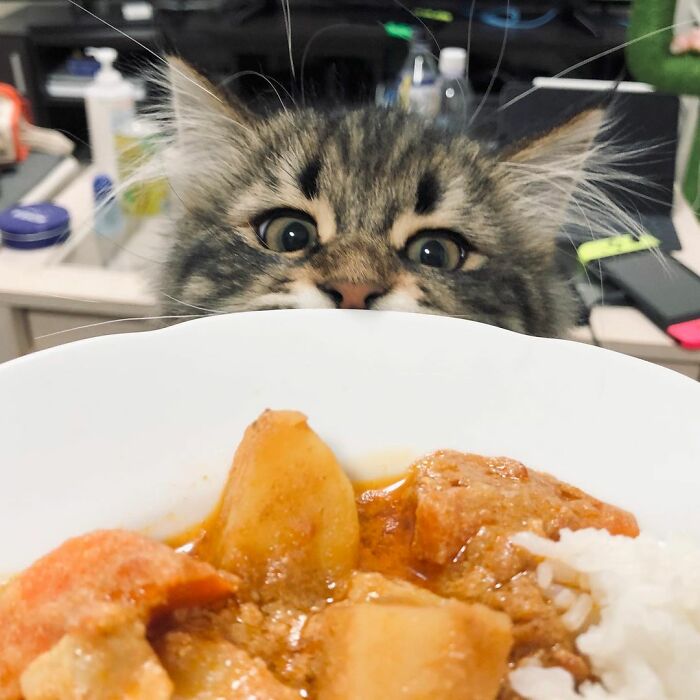 Meet Yamaneco, The Cat Who Has More Facial Expressions Than You