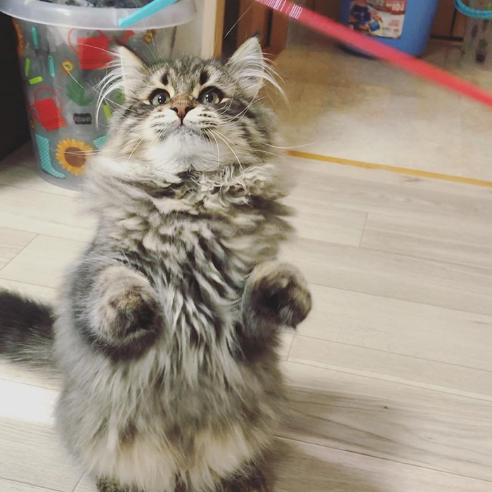 Meet Yamaneco, The Cat Who Has More Facial Expressions Than You