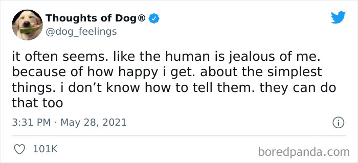 Funny-Tweets-Thoughts-Of-Dog
