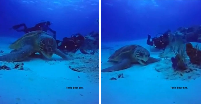 Quizá sea la tortuga más grande grabada en video
