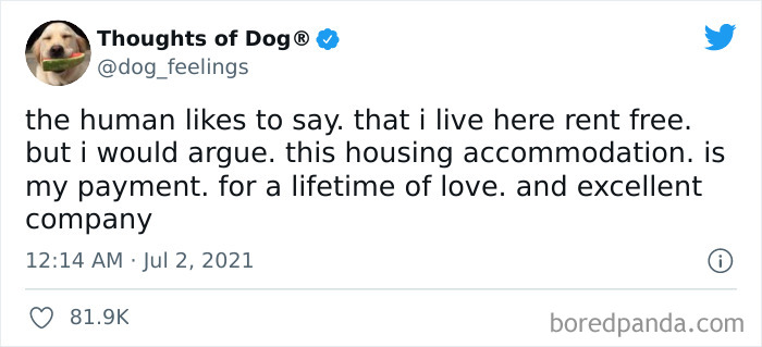 Funny-Tweets-Thoughts-Of-Dog