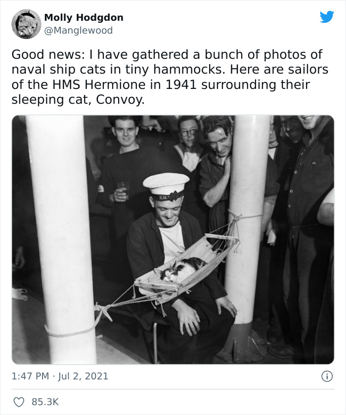 Twitter User Shared 14 Historical Photos Of Cats Chilling In Their Tiny Hammocks Aboard Naval Ships Twitter User Shared 14 Historical Photos Of Cats Chilling In Their Tiny Hammocks Aboard Naval Ships