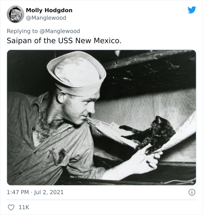 Twitter User Shared 14 Historical Photos Of Cats Chilling In Their Tiny Hammocks Aboard Naval Ships Twitter User Shared 14 Historical Photos Of Cats Chilling In Their Tiny Hammocks Aboard Naval Ships