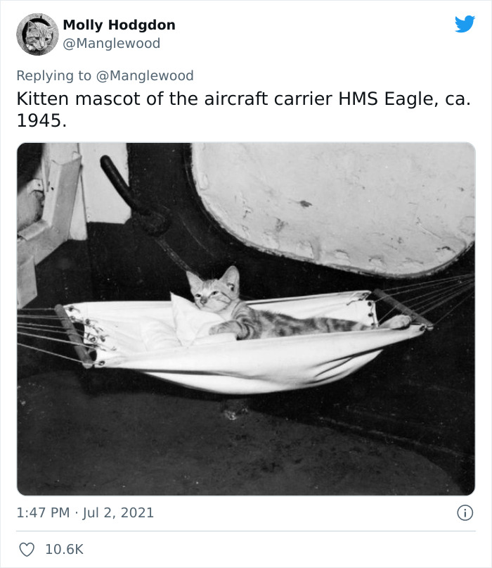 Twitter User Shared 14 Historical Photos Of Cats Chilling In Their Tiny Hammocks Aboard Naval Ships Twitter User Shared 14 Historical Photos Of Cats Chilling In Their Tiny Hammocks Aboard Naval Ships