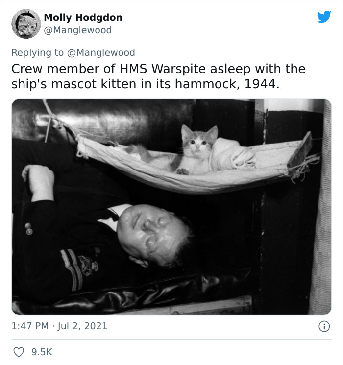 Twitter User Shared 14 Historical Photos Of Cats Chilling In Their Tiny Hammocks Aboard Naval Ships Twitter User Shared 14 Historical Photos Of Cats Chilling In Their Tiny Hammocks Aboard Naval Ships