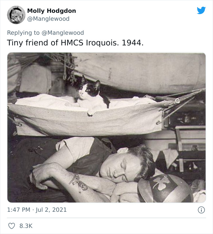 Twitter User Shared 14 Historical Photos Of Cats Chilling In Their Tiny Hammocks Aboard Naval Ships Twitter User Shared 14 Historical Photos Of Cats Chilling In Their Tiny Hammocks Aboard Naval Ships